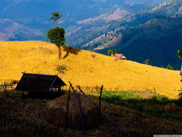 A field of crops in Thailand’s countryside